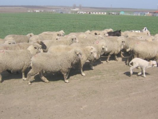 Cercetaţi pentru furturi de ovine